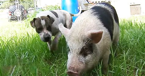 Dog And Pig Are Bffs And Do Everything Together Including Getting Lost