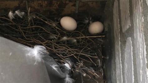 The Common Pigeons Nesting And Feeding Habits