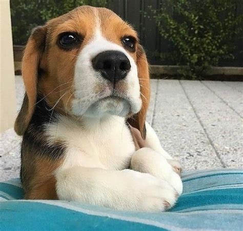 14 Funny Beagles Who Will Make You Smile Petpress Cute Beagles