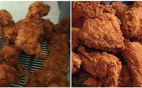 Am i just fat or did everyone else see fried chicken at first too? Quiz: Labradoodle Or Fried Chicken? - BarkPost