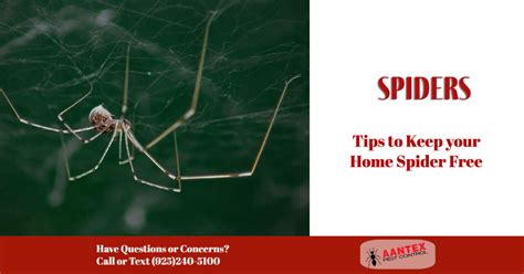 Tips To Keep Your Home Spider Free Aantex Pest And Termite Control