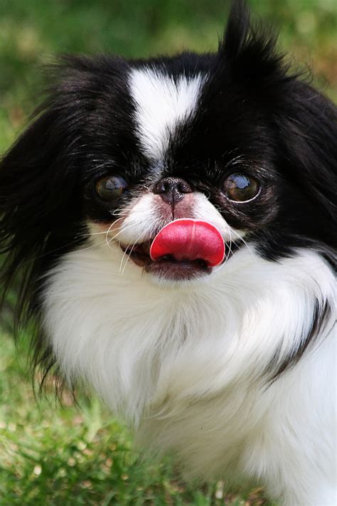 Pin On Japanese Chin Dog Art Portraits Photographs Information And