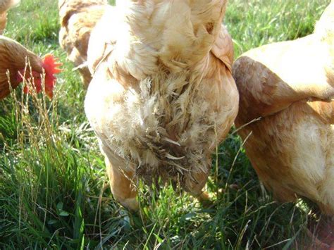 How To Get Rid Of Chicken Mites Fast And Stop Their Return Building A