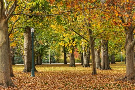 Fall Leaves Julia Davis Park Boise Id James Edmondson Flickr