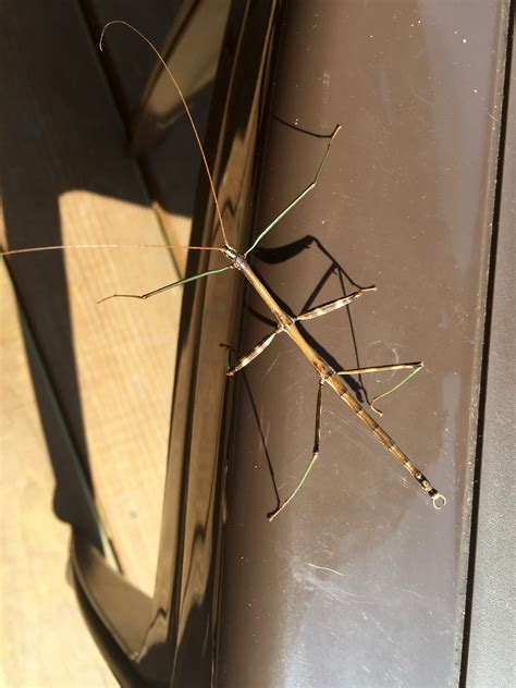 Stick Bug Sighting The Incredible Walking Stick Insect — Brooklyn
