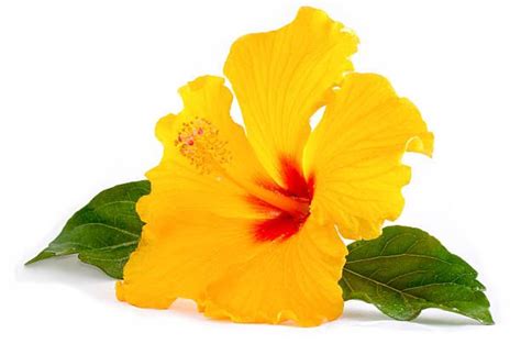 10728 Yellow Hibiscus Stock Photos Pictures And Royalty Free Images