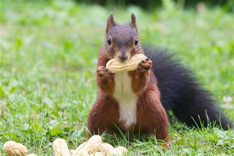 What Do Squirrels Eat Animal Sake