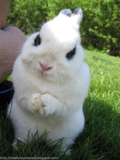 Cute And Funny Pictures Of Animals 61 Bunnies 6