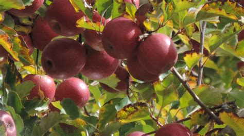 The pink lady™ apple is a great tree for your first apple tree, or to add to your home orchard. File:Pink lady apples, Thulimbah, Granite Belt, Queensland ...
