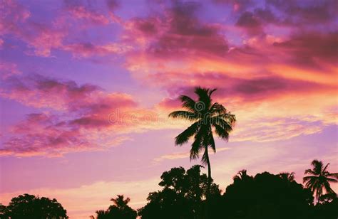 Dark Silhouettes Of Coconut Palm Trees Against Colorful Sunset Sky On