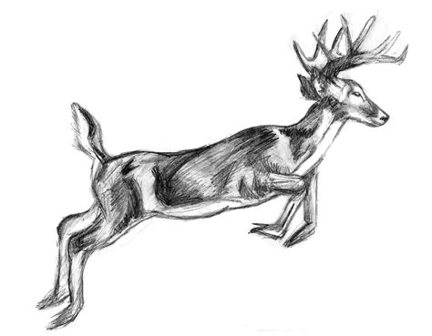 Image Result For How To Draw A Jumping Deer Deer Drawing Body Drawing
