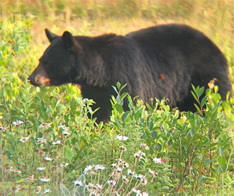 How Bear Hounding Impacts The New Hampshire Landscape New Hampshire