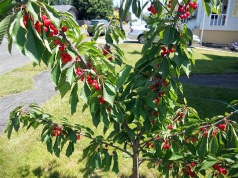 Dwarf Montmorency Cherry Tree Useful Gardening Tips