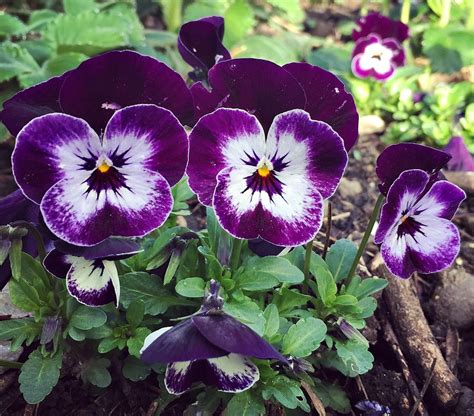 How To Grow And Use Violas Sweet Viola Bath Soak Recipe