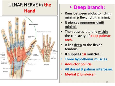 Ppt Median And Ulnar Nerves Powerpoint Presentation Free Download Id