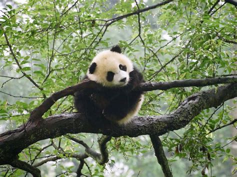 60 Cutest Panda Moments Ever Captured Cute Panda Panda Panda Bear