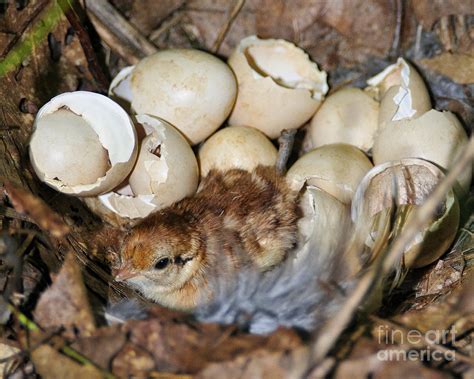 Ruffed Grouse Nest And Chick Photograph By Timothy Flanigan Fine Art