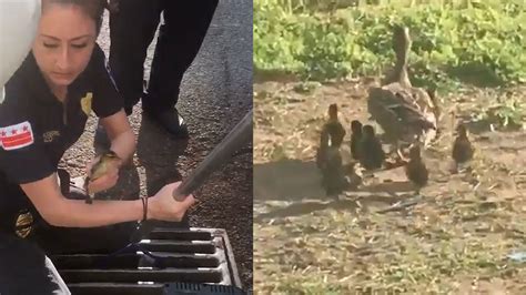 Ducklings Get Rescued Reunited With Mom After Falling Down Storm Drain