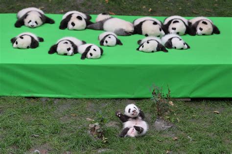 Baby Giant Panda Falling Offstage Just Ready For The Weekend Aiyo