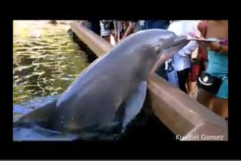 Watch Dolphin Snatches Ipad From Sea World Visitor
