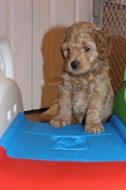 Labradoodle Puppy At High Country Labradoodles Labradoodle Puppy