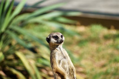 Two Brown Meerkats Near Green Plants Selective Focus Photography · Free