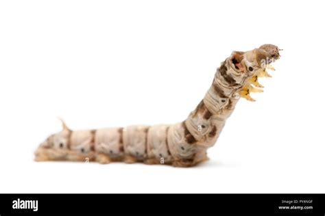 Silkworm Larvae Bombyx Mori Against White Background Stock Photo Alamy