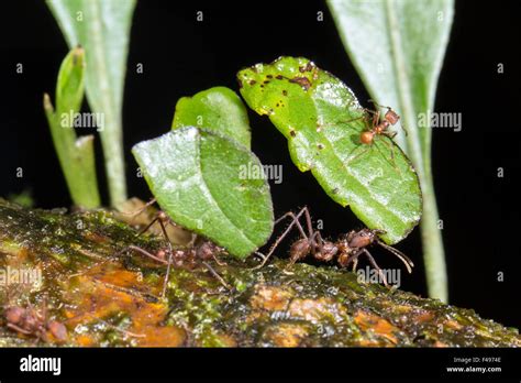 Leaf Cutter Ant Amazon Hi Res Stock Photography And Images Alamy