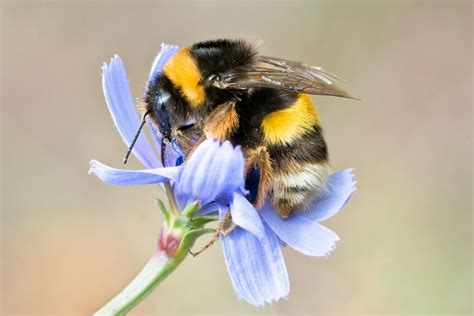 Help Keep Bumblebees Out Of Victoria Urban Plant Health Network