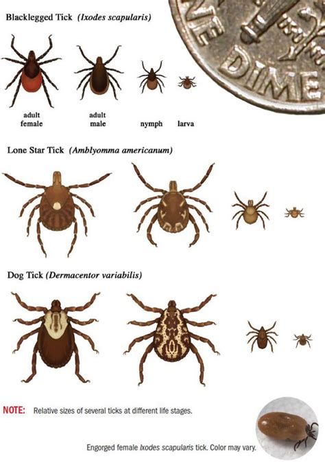 Bitten By A Tick Here Are 16 Diseases They Carry