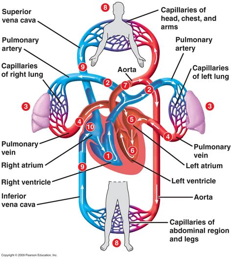 Iexplain Briefly The Structure Of The Human Heart Ii With The Help