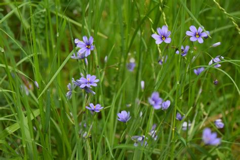 Purple Flowers In Grass G4rden Plant