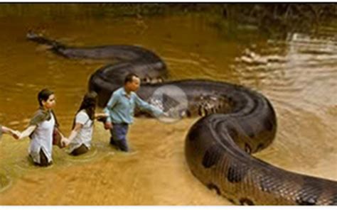 Amazon Snake Bigger Than Anaconda