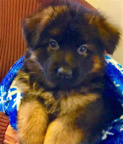 How Much Are Long Haired German Shepherd Puppies