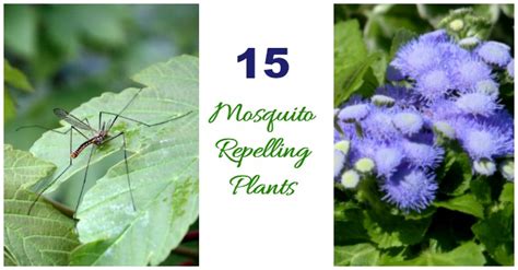 Mosquito Repelling Plants How To Keep Mosquitoes Out Of