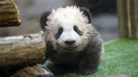 Le bébé panda, âgé de 5 mois, a découvert, samedi matin sous l'œil de nombreux visiteurs, son enclos. Bébé panda : la star du zoo de Beauval