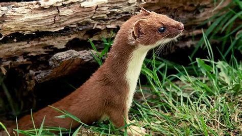 7 Reasons Agains Least Weasels As Pets Koalapets