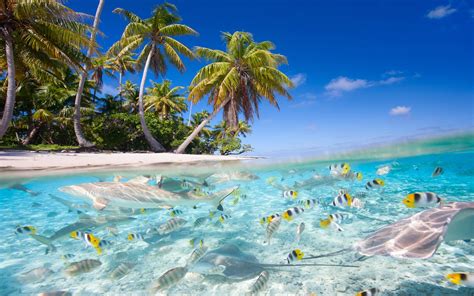 Tropical Scenery Sea Beach Palm Trees Fish Sharks