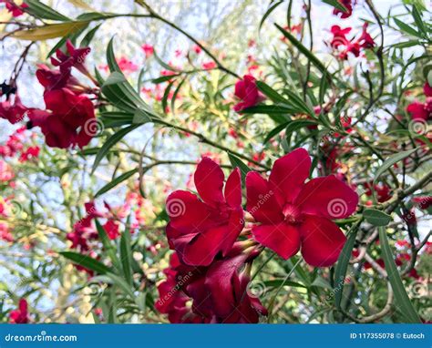 Hardy Red Oleander Stock Photo Image Of Plant Color 117355078