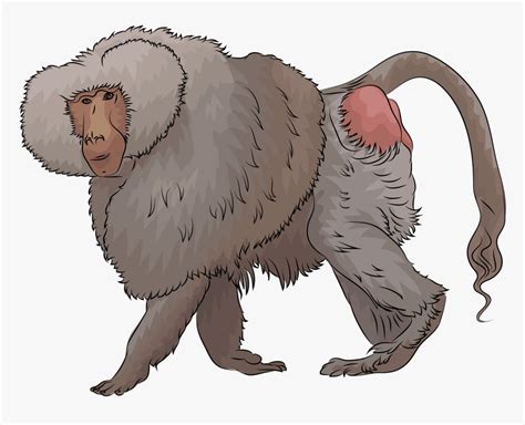 Clip Art Clipart Baboon Baboon Clipart Hd Png Download Kindpng