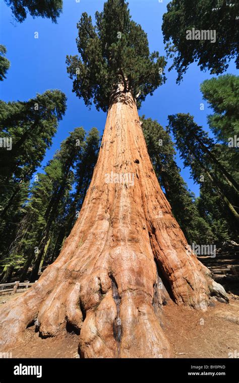 General Sherman Tree Sequoia National Park In California Usa Stock