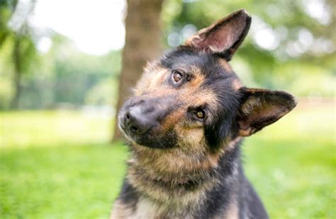 German Shepherd Lab Mix Everything You Need To Know