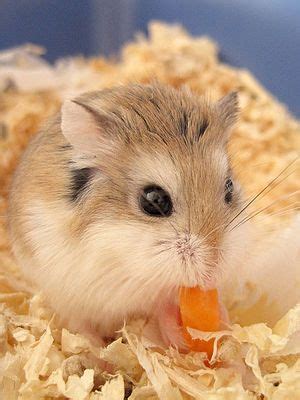 How To Care For Roborovski Hamsters Roborovski Hamster Dwarf Hamster Hamster