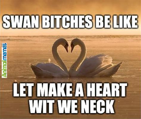 Animal Memes We Are Swans We Can Do It Animal Memes We Can Do It
