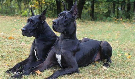 The Top 20 Guard Dogs In The World