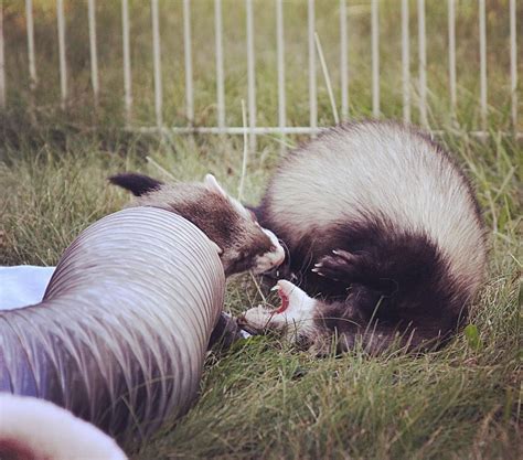 86 Likes 1 Comments 🐾 Amanda P 🐾 Ferret Momma Canadianferrets On