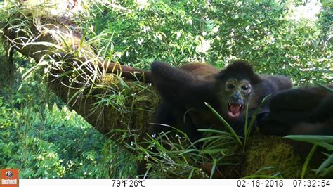 Eyes In The Rainforest Canopy Spider Monkey Waking Up Youtube