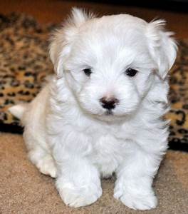Tiny Akc Maltese Puppy 8 Weeks For Sale In