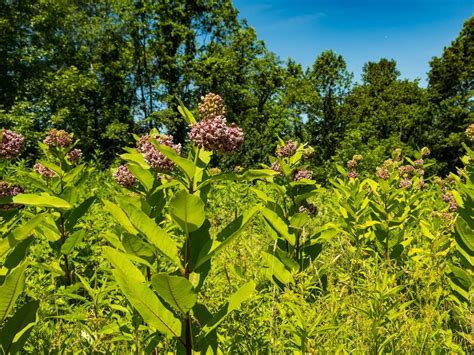 Tips Information About Milkweed Gardening Know How