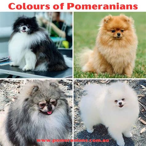 Full Details Colours Of Pomeranians Australia Pomeranian Australia